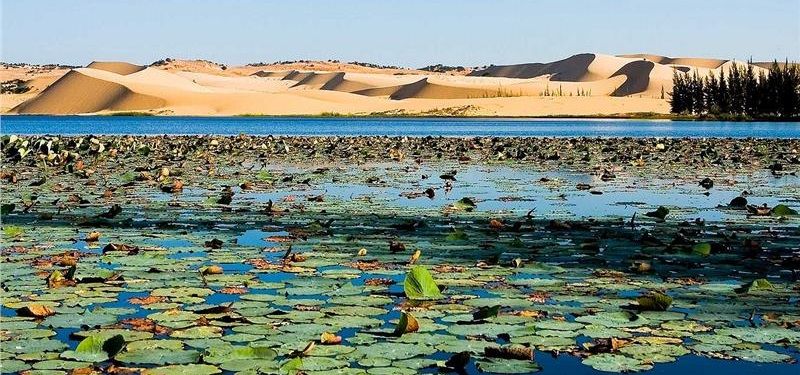 Hình ảnh Bàu Sen – Bàu Trắng – 2 hồ nước thiên nhiên nằm giữa đồi cát trắng